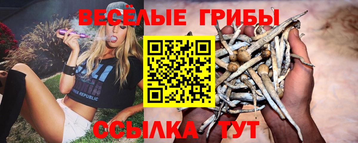 Галлюциногенные грибы Psilocybine cubensis Кольчугино